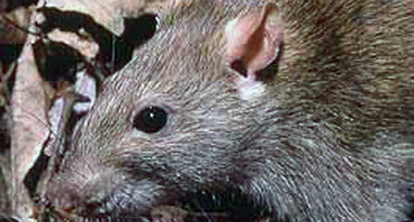 Rodent Control Methods – Ones That Work, Others That Don’t