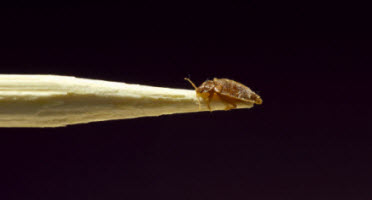 Bed Bug Myths Debunked; Do they Fly or Jump, How Quickly do they Multiply & Do they Only Bite at Night?