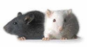 Mice Pest Control; Diet, Common Entry Points & Preventing Damage to Homes