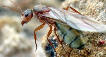 Carpenter Ant Identification, Size, Damage Caused & Pest Control Management Methods