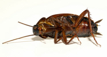 Pest Management Measures in Hotels & Motels; Bedbug, Roach & Pest Prevention & Control