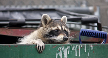 Raccoons Cause Property Damage & Can Transmit Dangerous Diseases Through Bites & Bacteria